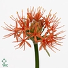 Scadoxus Orange Wonder