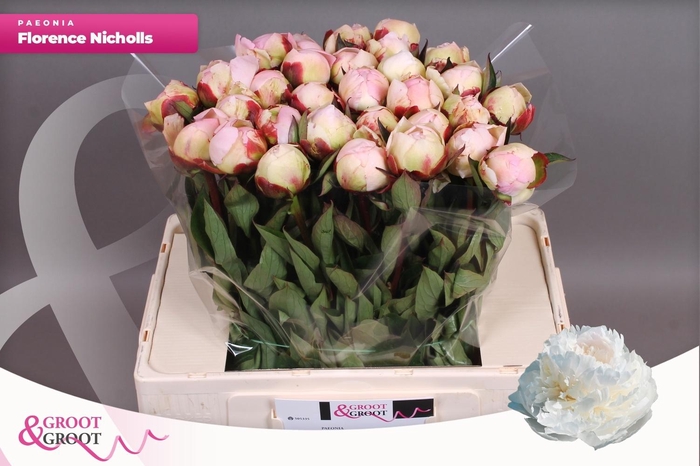 <h4>PAEO L FLOR NICHOLLS</h4>