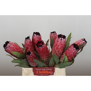 Protea Red Magic