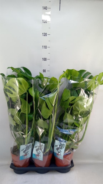 <h4>Monstera delic.</h4>