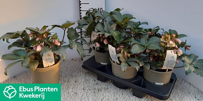 <h4>HELL ANGEL GLOW</h4>