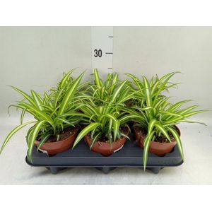 Chlorophytum com. 'Variegatum'