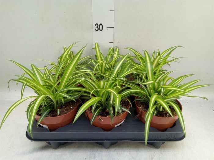 <h4>Chlorophytum com. 'Variegatum'</h4>