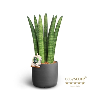 SANSEVIERIA CYLINDRICA P10 RAW BLACK STRAIGHT