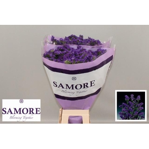 Limonium Statice Crystal Dark Blue
