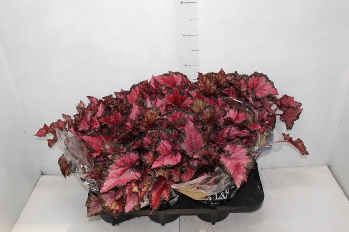 <h4>BEGONIA BELEAF INCA NIGHT P15 PO</h4>