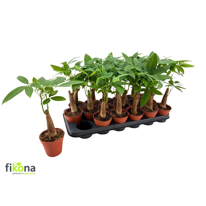 <h4>PACHIRA AQUATICA</h4>