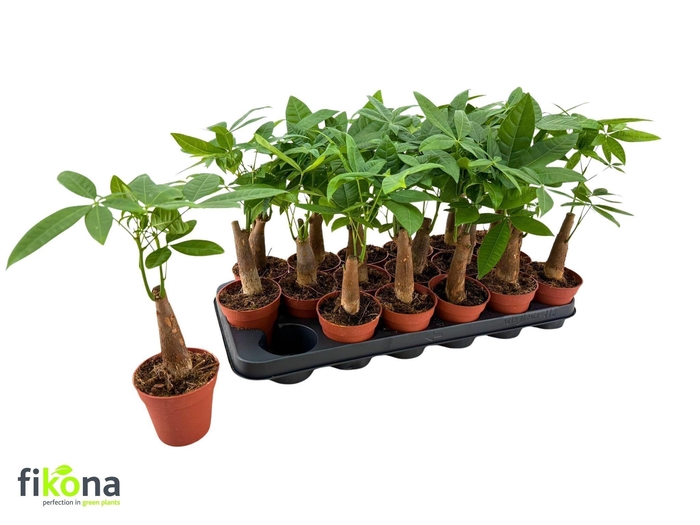 <h4>PACHIRA AQUATICA P9</h4>