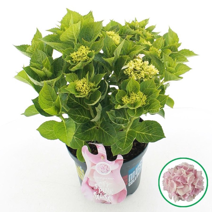 <h4>Hydrangea macr. Music Collection® 'Soft Pink Salsa'® C5 (23cm.) Kn.</h4>