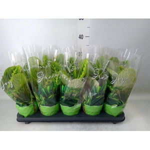 Maranta leuc. 'Lemon'