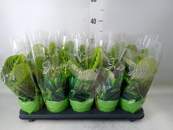 <h4>Maranta leuc. 'Lemon'</h4>