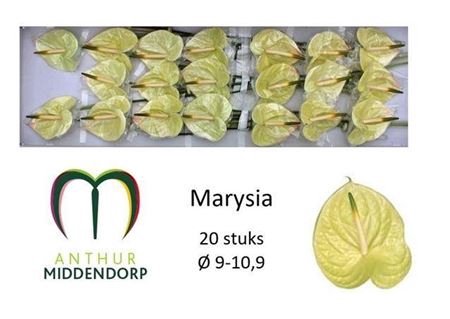 <h4>Anth A Marysia</h4>