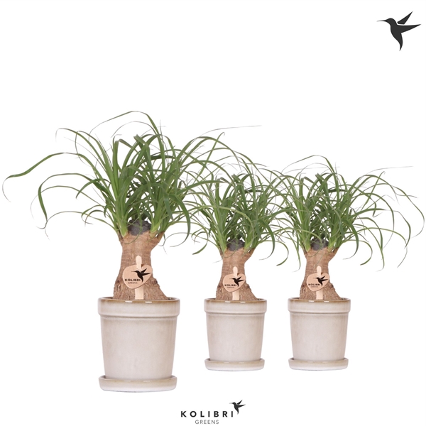 <h4>Kolibri Greens Beaucarnea in Flower pot sand</h4>