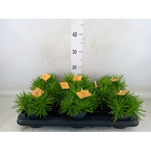 Senecio archeri 'Himalaya'