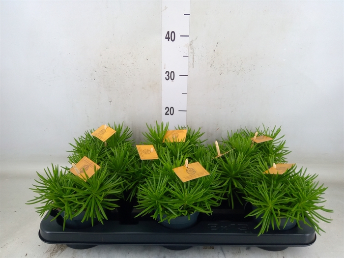 <h4>Senecio archeri 'Himalaya'</h4>