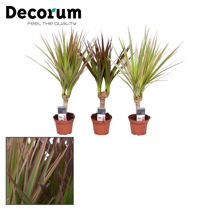 <h4>Dracaena marg.   ..mix 3</h4>