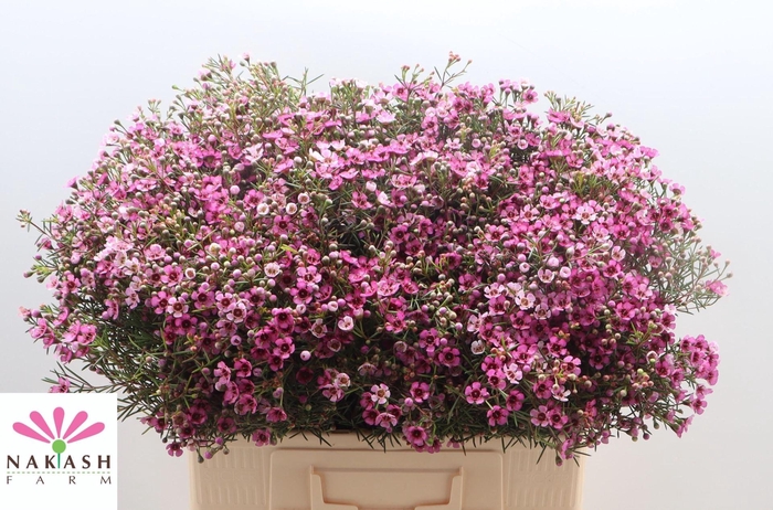 <h4>CHAME UN JUPITER</h4>