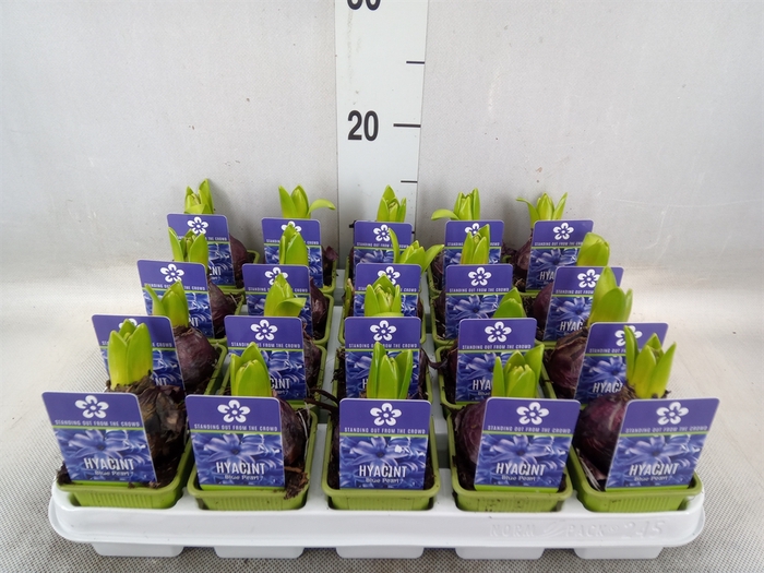 <h4>Hyacinthus orie. 'Pearl Blue'</h4>