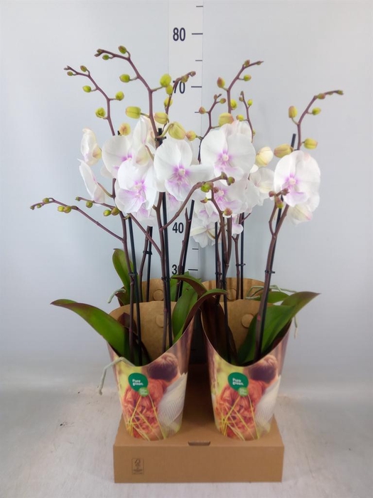 <h4>Phalaenopsis   ...white</h4>