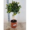 Citrofortunella Calamondin stam Vol met vruchten