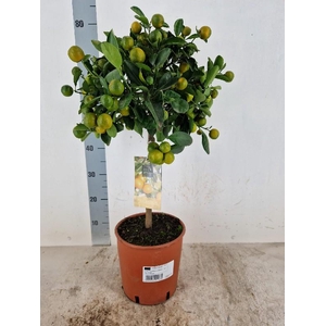 Citrofortunella Calamondin stam Vol met vruchten