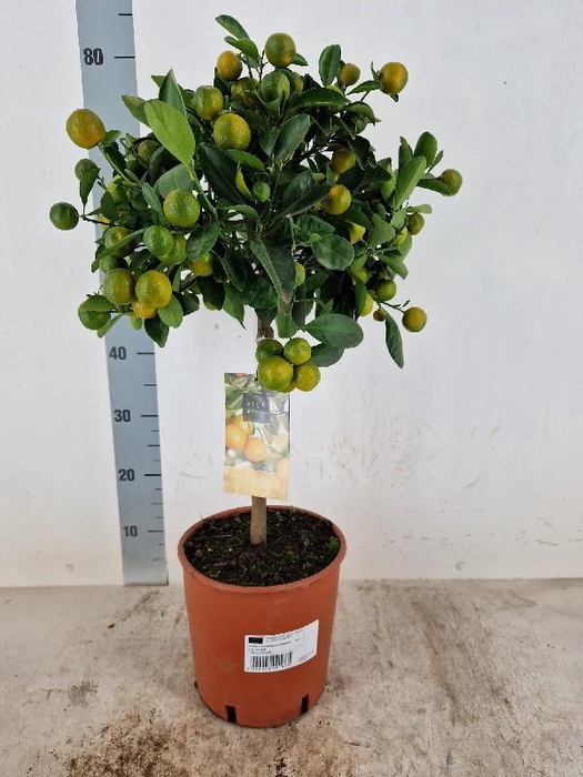 <h4>Citrofortunella Calamondin stam Vol met vruchten</h4>