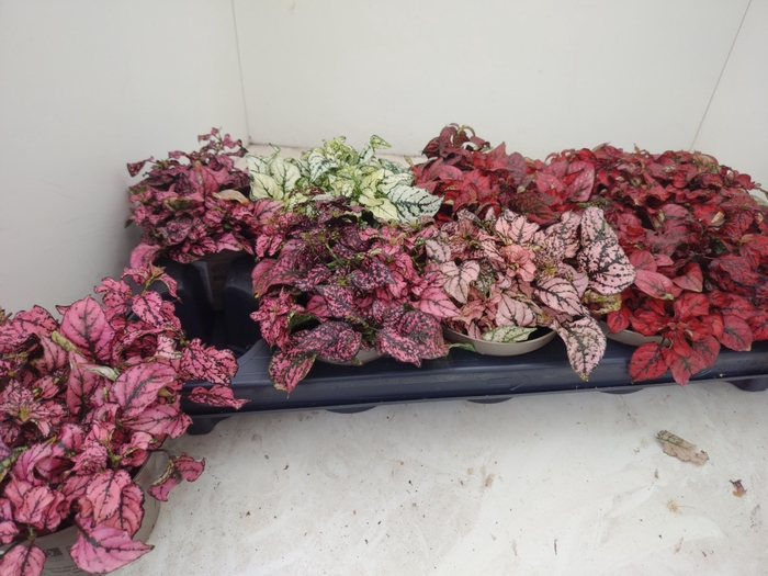 <h4>HYPOEST GEM</h4>