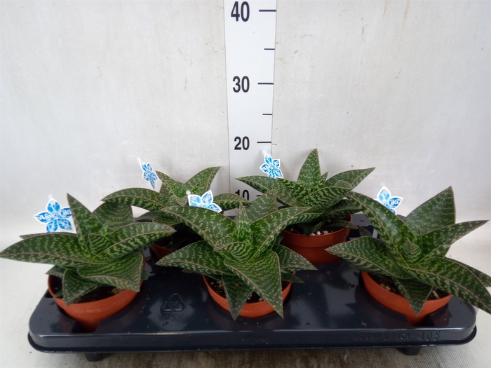 xGasteraloe  'Tiki Zilla'