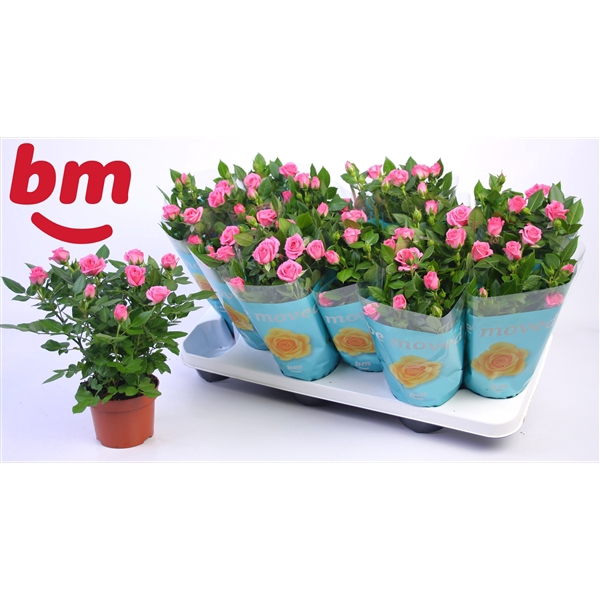 <h4>Rosa Sparkling Jewel Beau Monde Dark Pink(10,5 cm)</h4>