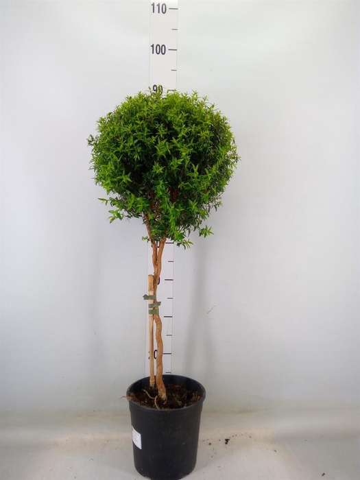 <h4>Myrtus communis</h4>