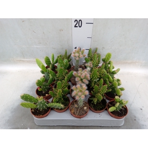 Opuntia