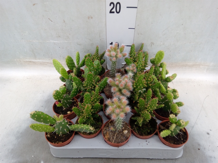 <h4>Opuntia</h4>