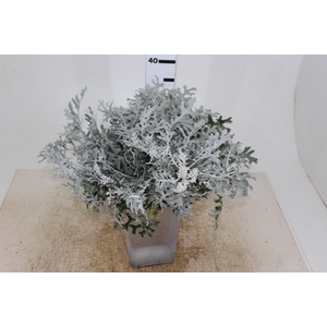 CINERARIA MARITIMA CORTE