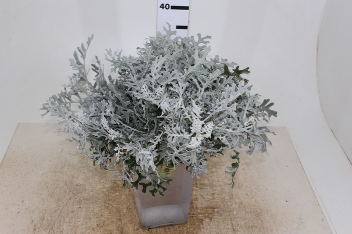 CINERARIA MARITIMA CORTE