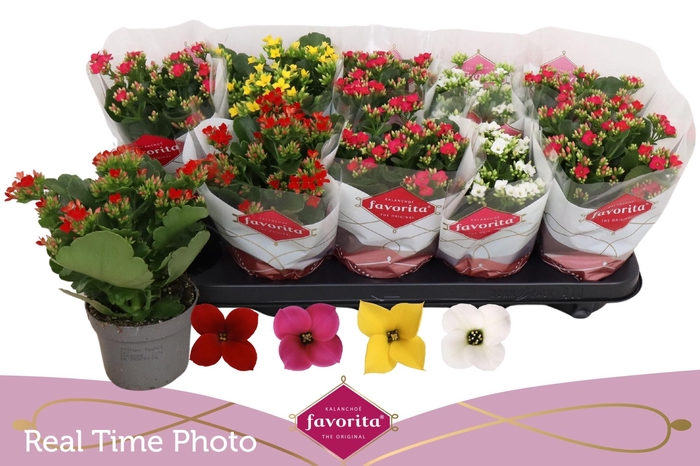 <h4>KAL EN GEM 4 KL</h4>