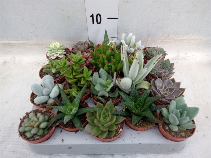 <h4>Succulents   ...</h4>