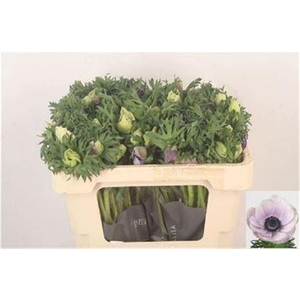 Anemone Galil Pastel