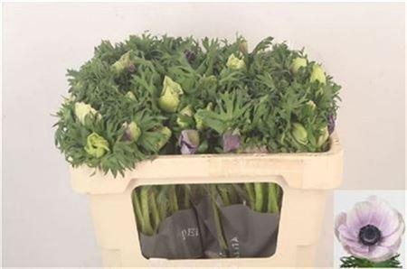 Anemone Galil Pastel