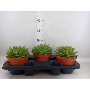 Echeveria  'Miranda'