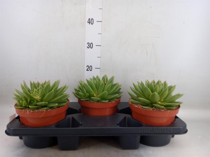<h4>Echeveria  'Miranda'</h4>