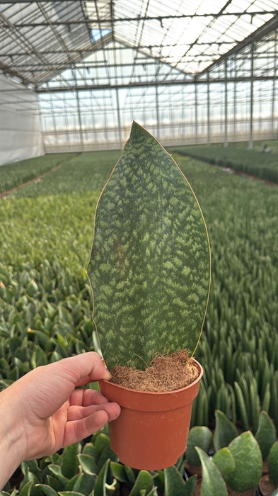 <h4>Sansevieria cyli. overig</h4>