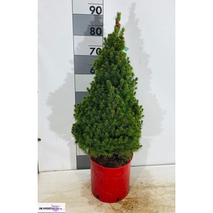 PICEA AB CONICA