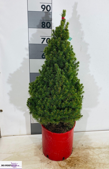 <h4>PICEA AB CONICA</h4>