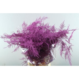 Asp Extra Veer Cerise