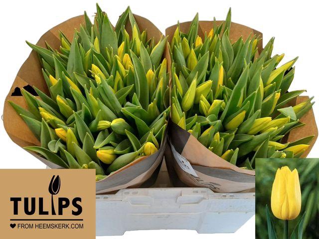 <h4>Tu En Strong Gold</h4>