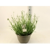 Lavan In Edelweiss