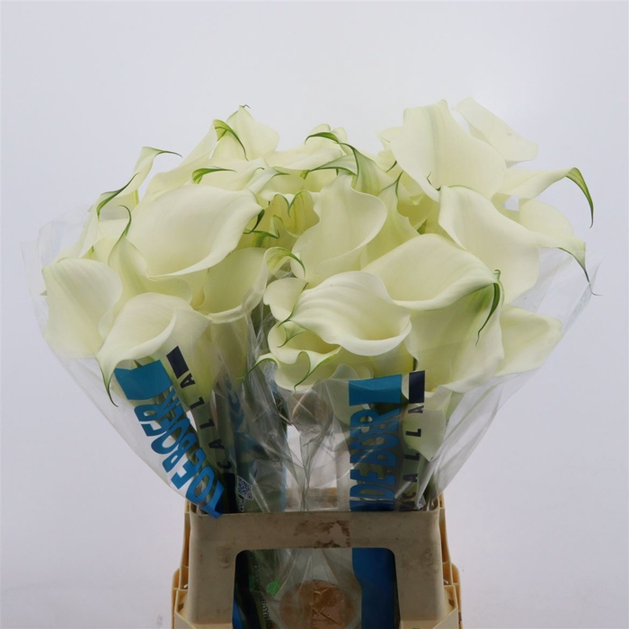 <h4>Calla Pure Art</h4>