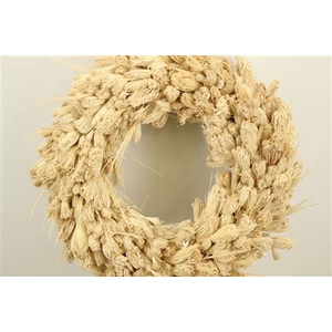Wr Dried Plume Thistle Dill 45cm Bleached (16)