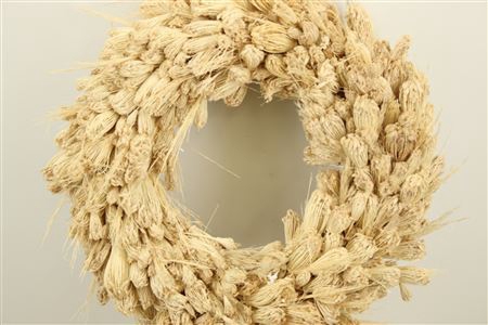 Wr Dried Plume Thistle Dill 45cm Bleached (16)