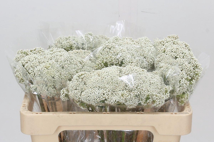 <h4>Ozothamnus Booming White</h4>